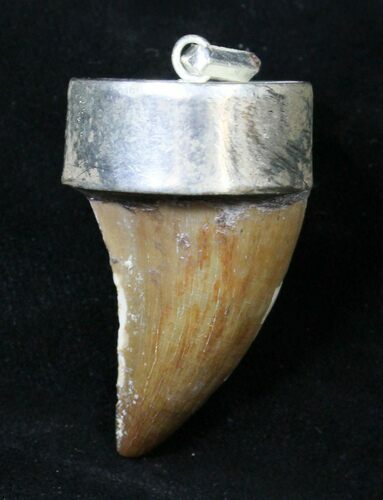 Authentic Fossil Mosasaur Tooth Pendant #18937